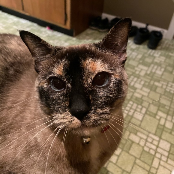 Meet your Posher, Michelle - Picture 1 of 1